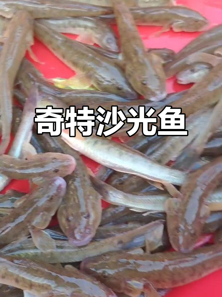 江苏连云港沙光鱼:独特美味,咸淡水中的珍品