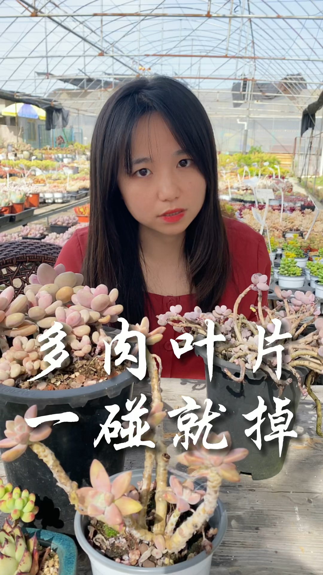 多肉叶子一碰就掉原来是这三种原因