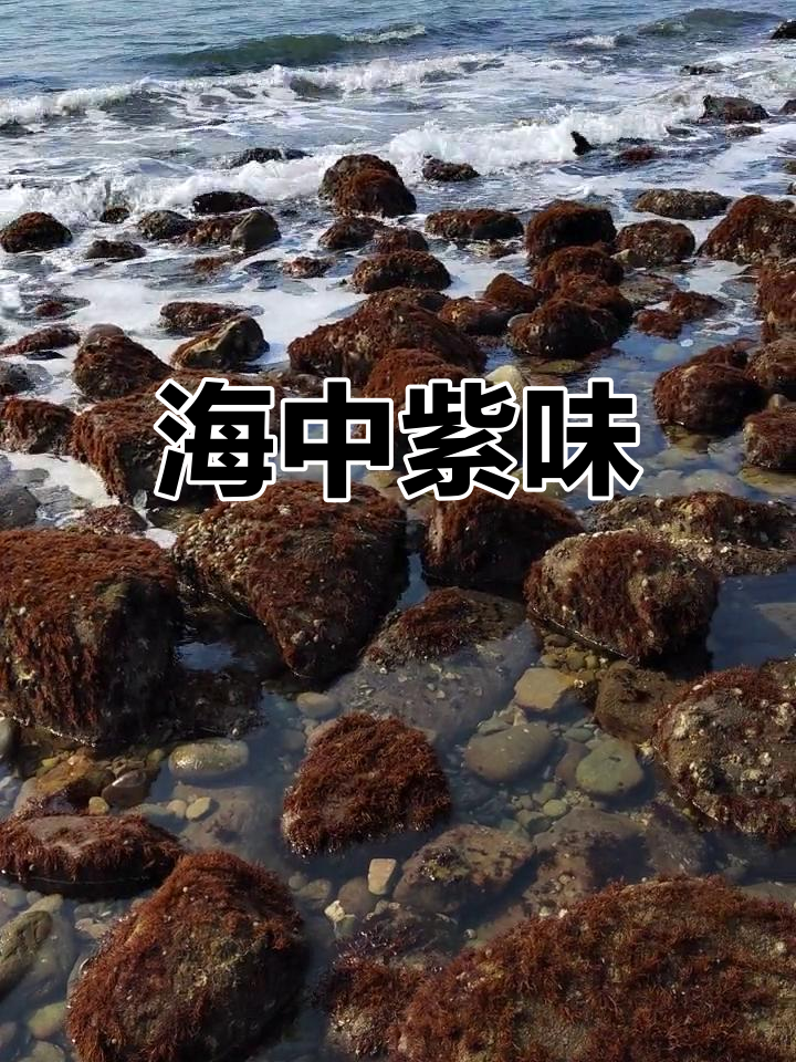 牛毛菜,紫色海洋美味,晒干后形似毛发