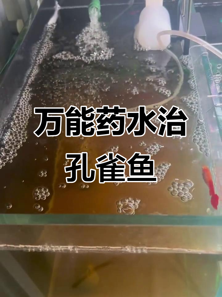 孔雀鱼万能药土霉素,轻松治疗水霉病和肠炎