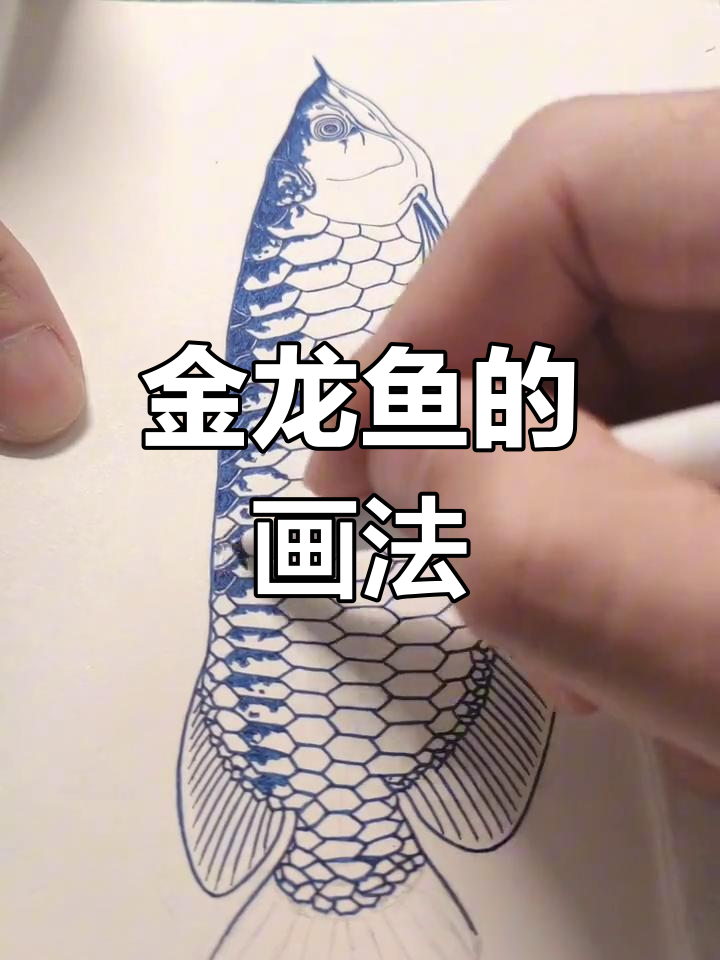 钢笔画金龙鱼绘制技巧分享
