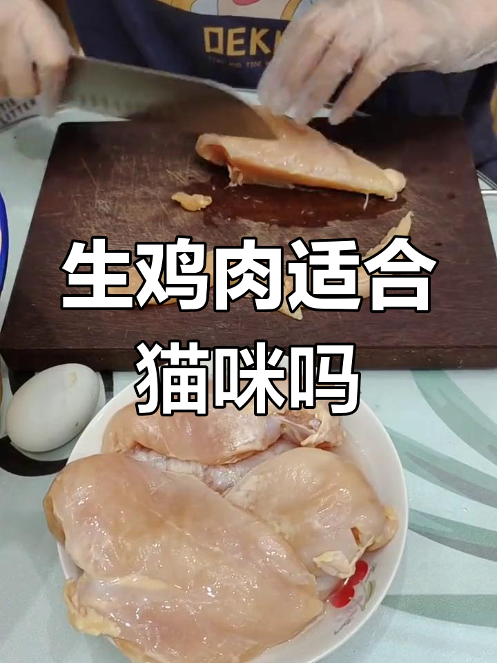 幼猫尝试生鸡胸肉