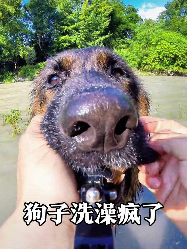 狗子沉浸式洗澡:鼻子怼镜甩水花,海绵搓脸表情包