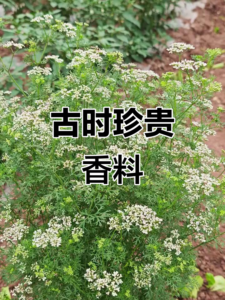 你知道香菜花吗？它曾是古代西域的珍稀香料