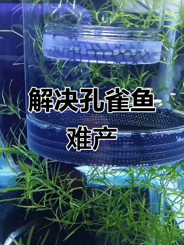 孔雀鱼母鱼难产怎么办?这些方法帮你解决