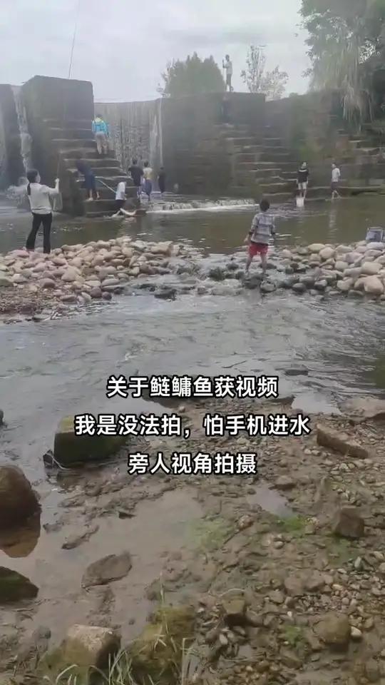 关于野河捡鲢鳙花白鲢的鱼获视频,有幸找到点视频记录,我是从来不骗人的,至于能不能钓到,就凭