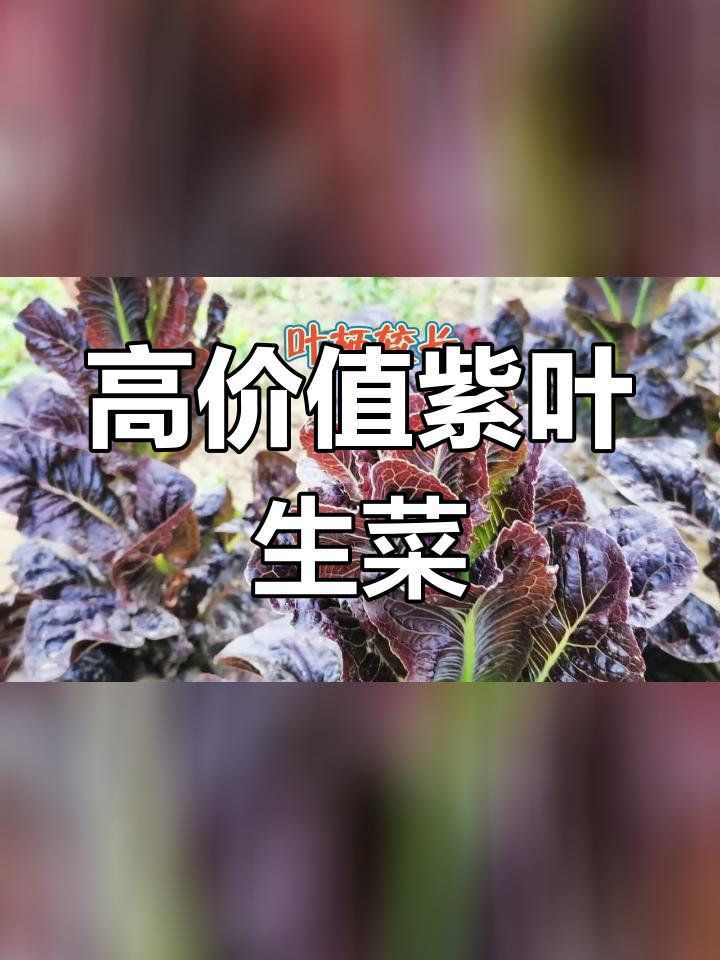 紫叶生菜:食用与观赏兼备,阳台种植新选择