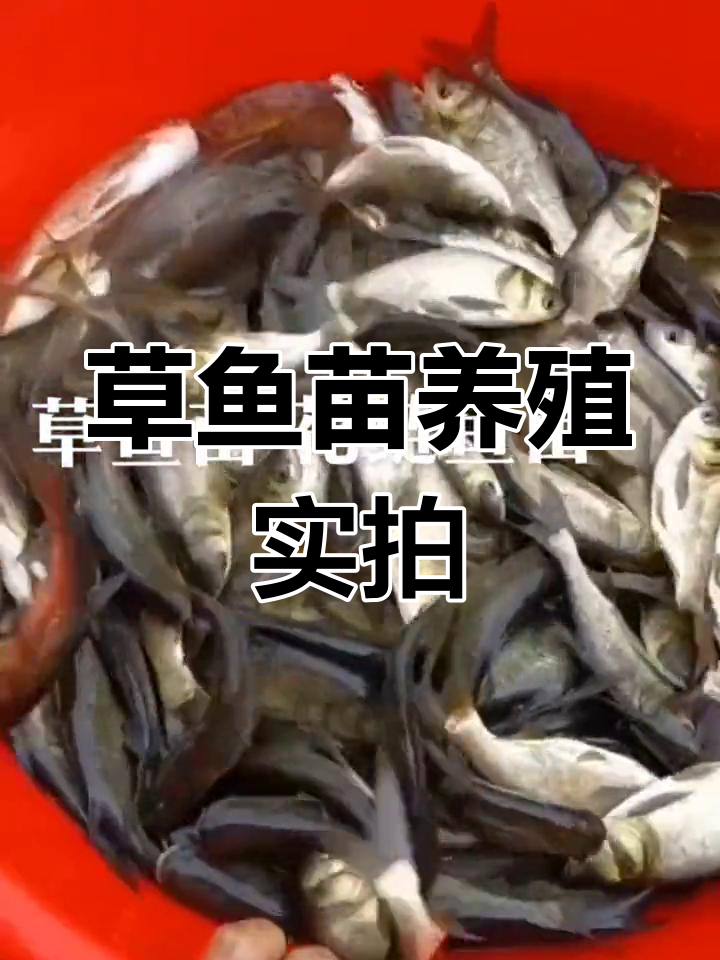 草鱼养殖现场,四大家鱼之一轻松上手