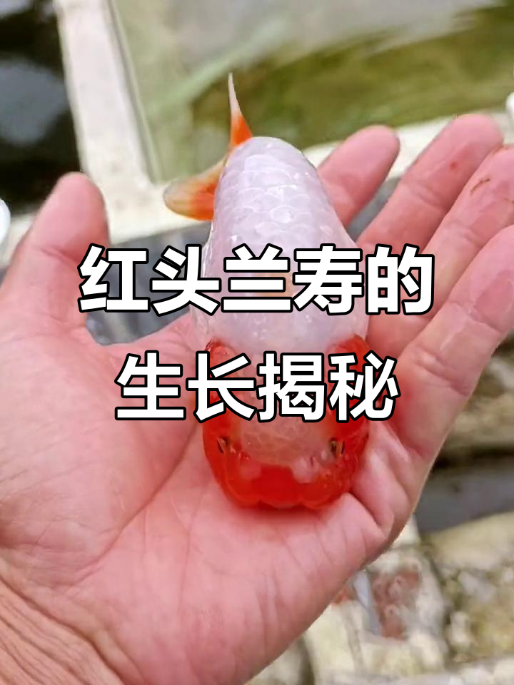 鸡血红金鱼的特点:红头兰寿的成长与变化