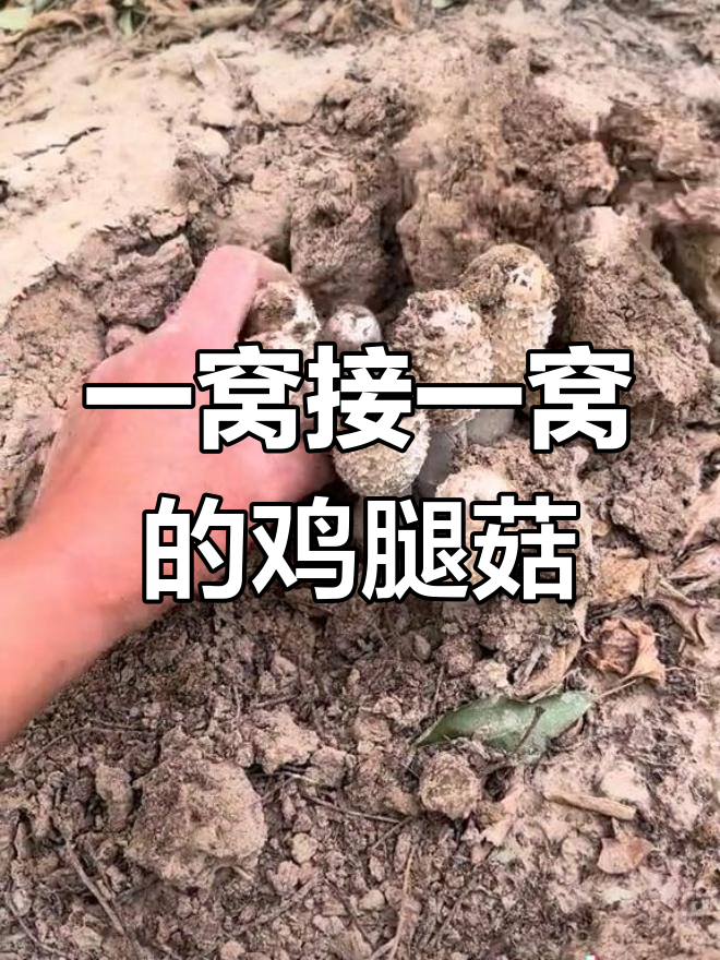 鸡腿菇成堆长,挖不完的惊喜!