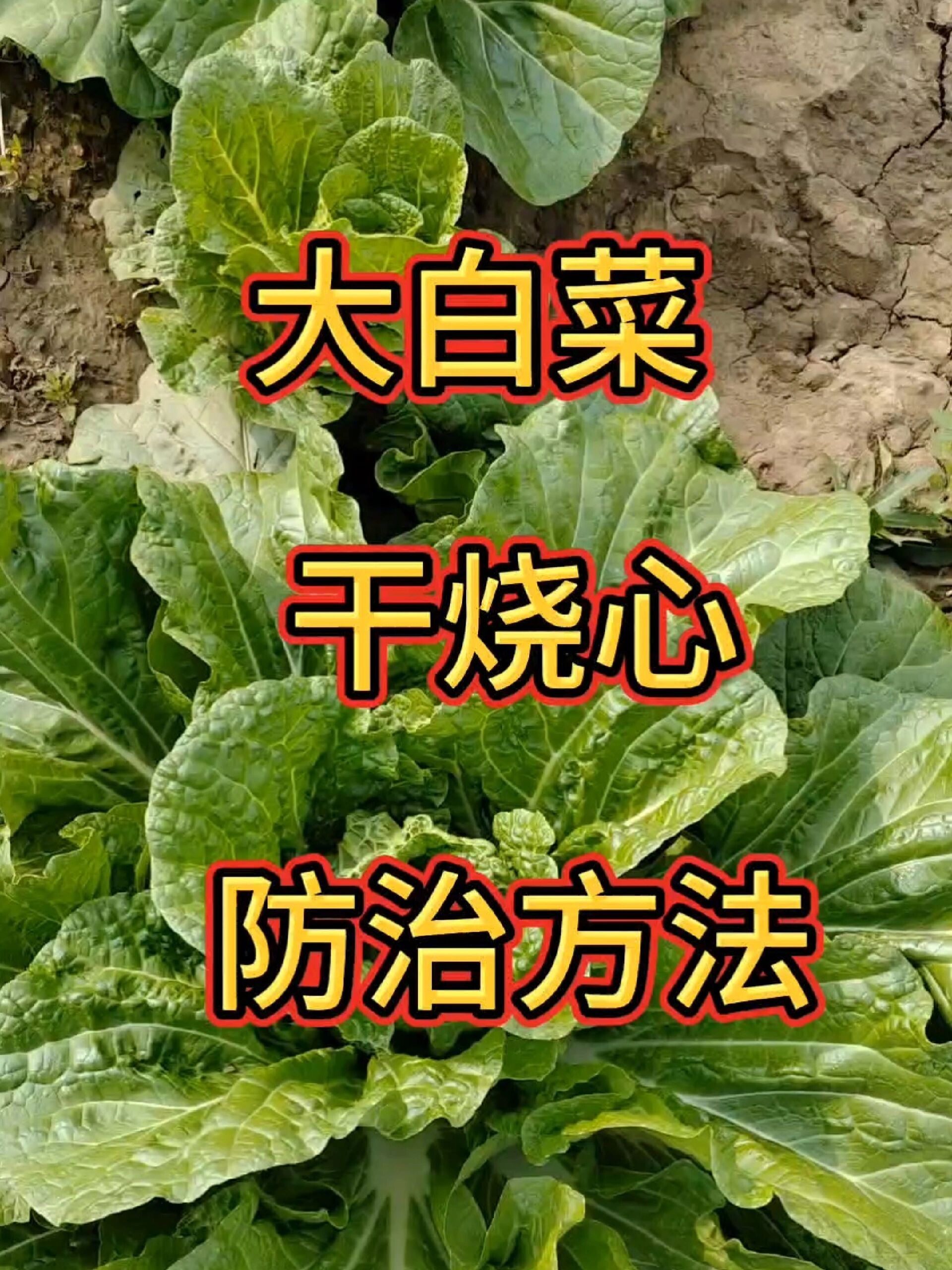 大白菜干烧心防治方法!