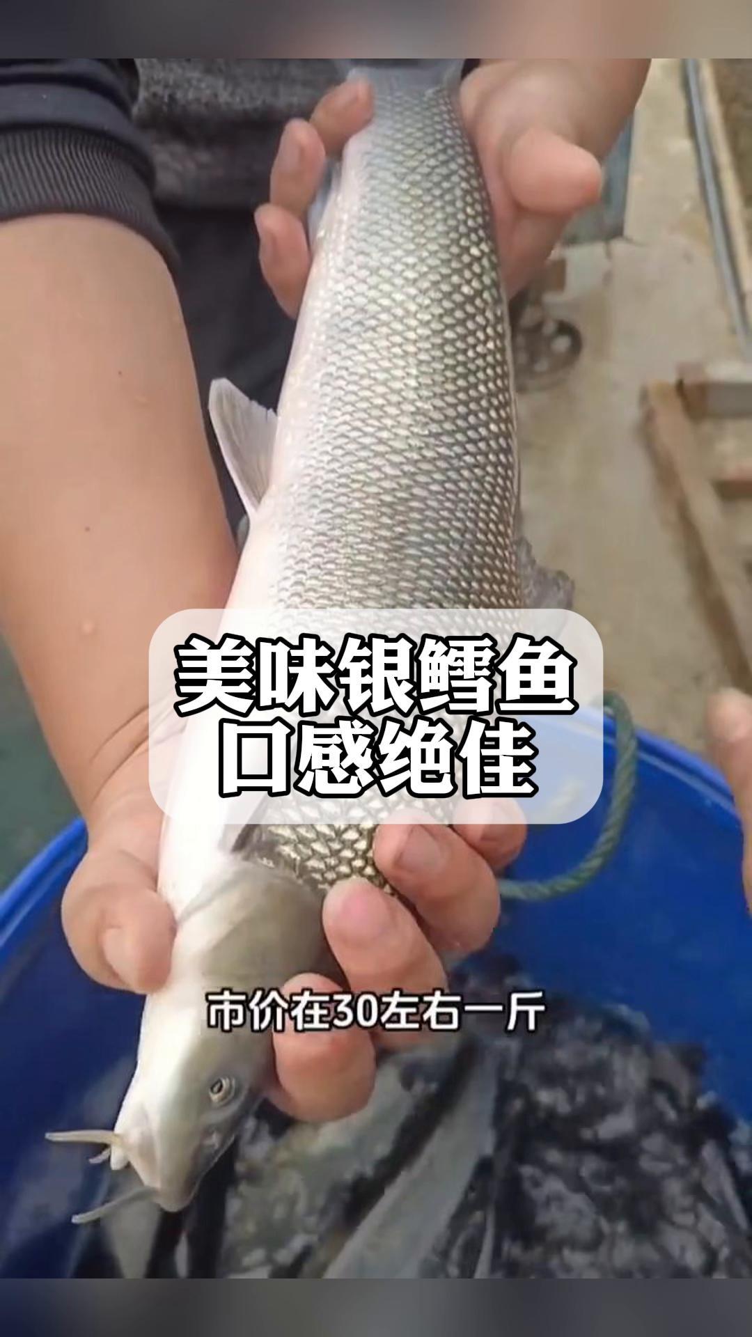 美味银鳕鱼,口感绝佳