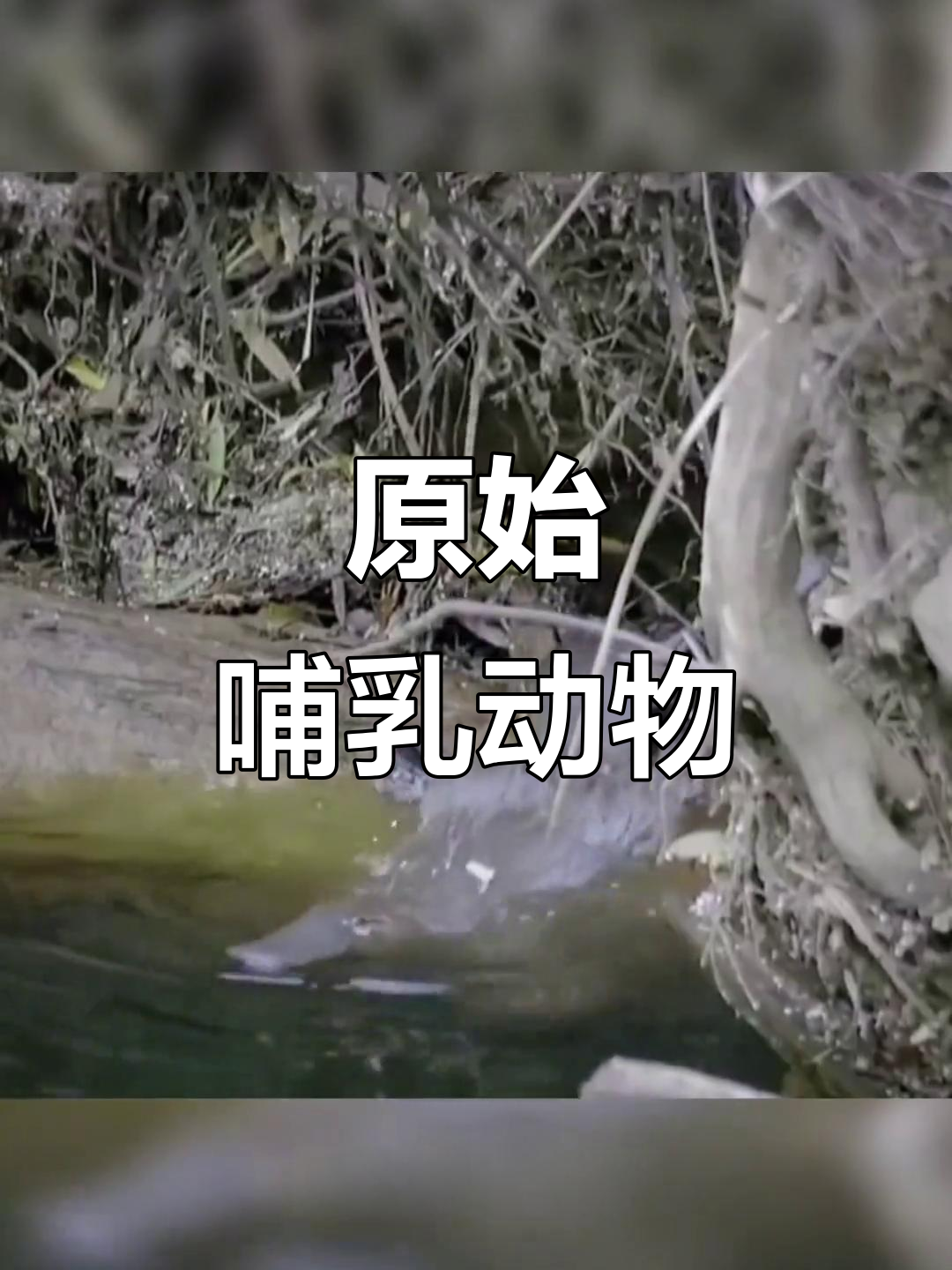 鸭嘴兽是古老哺乳动物的代表,尚未完全进化
