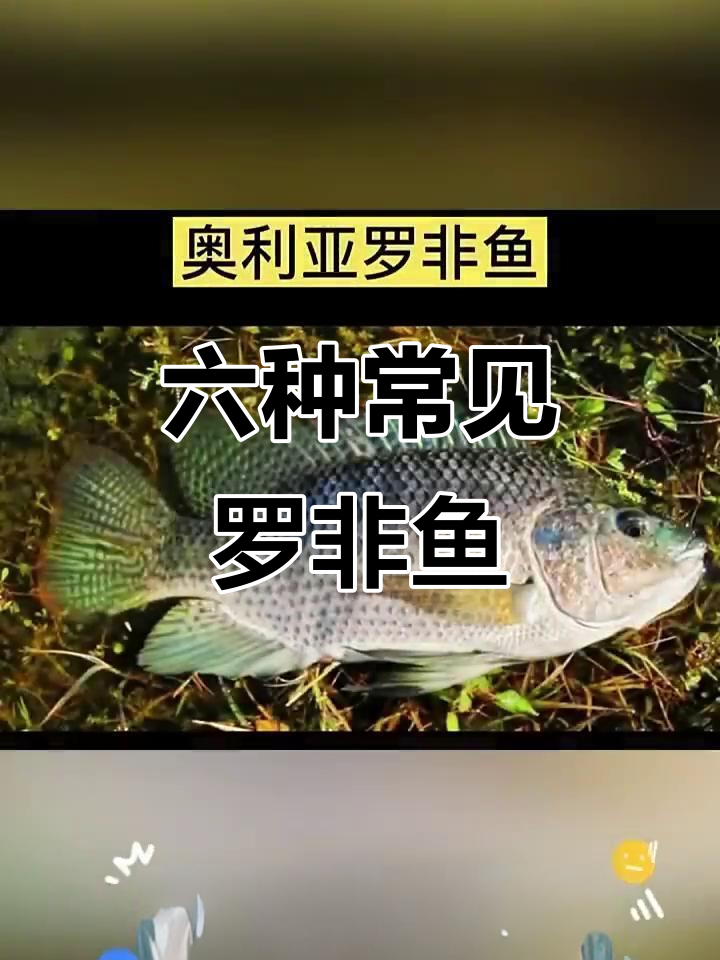 了解六大罗非鱼品种,你见过几种?