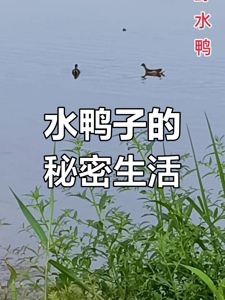 野生水鸭子警惕性极高,难得一见觅食画面