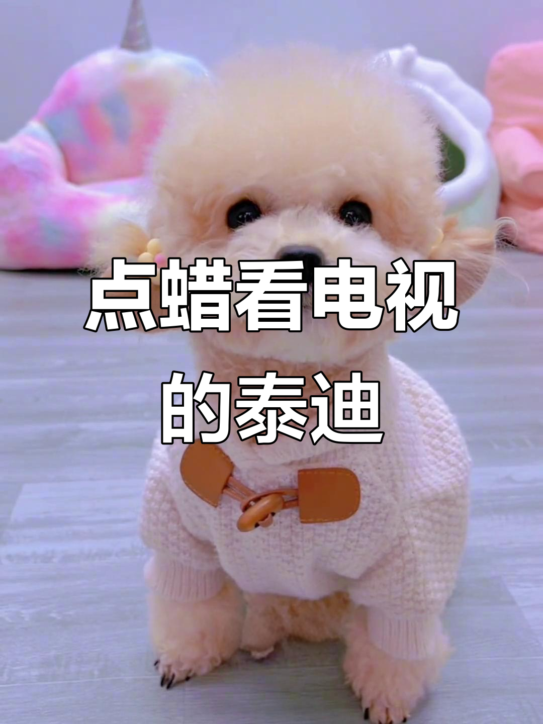 停电了怎么办?泰迪姑娘点蜡烛看电视,萌态十足