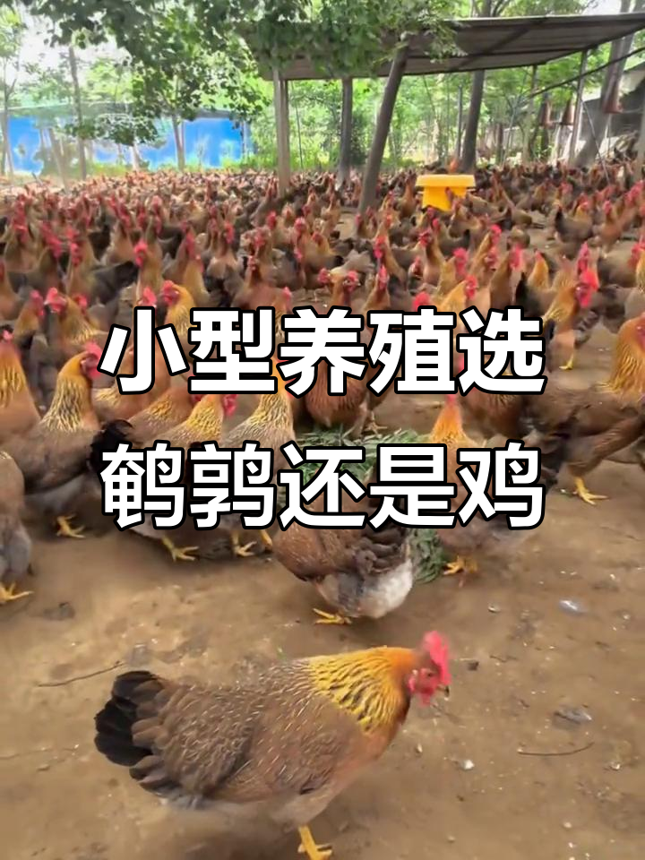 鹌鹑与鸡养殖对比:哪种更适合小规模创业?