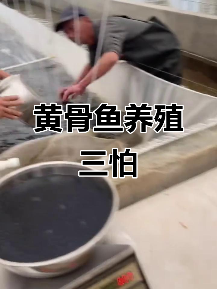 黄骨鱼养殖三大隐患,如何应对水花危机
