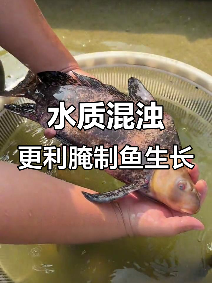 水质越浑,腌制鱼长得更快!这种大型底层清洁性鱼类值得养