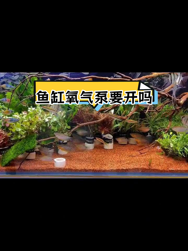 鱼缸氧气泵使用指南:何时需要24小时开启?