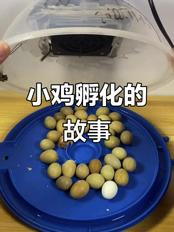 芦丁鸡孵化全过程,小鸡宝宝成长记