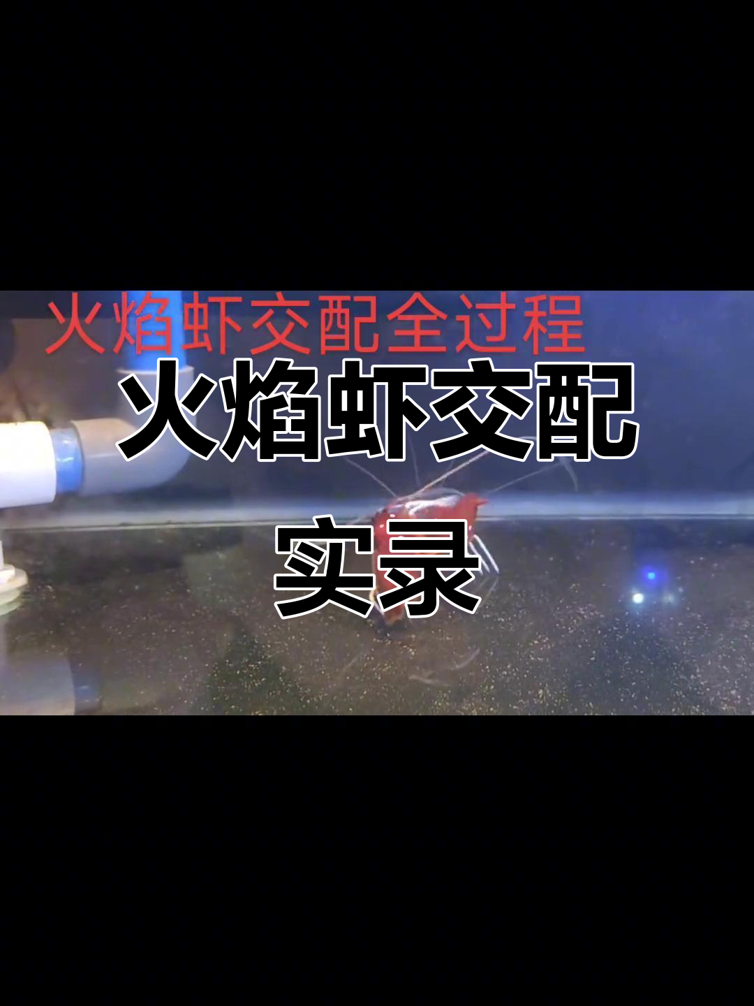 火焰虾交配全过程,高清无码展示
