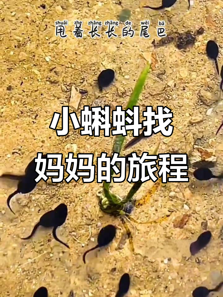 小蝌蚪找妈妈:从鲤鱼到青蛙的成长之旅