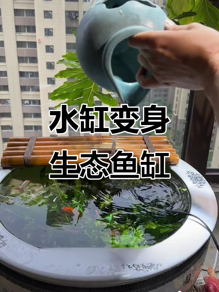 废弃水缸变生态鱼缸,植物装饰让鱼儿畅游无忧!