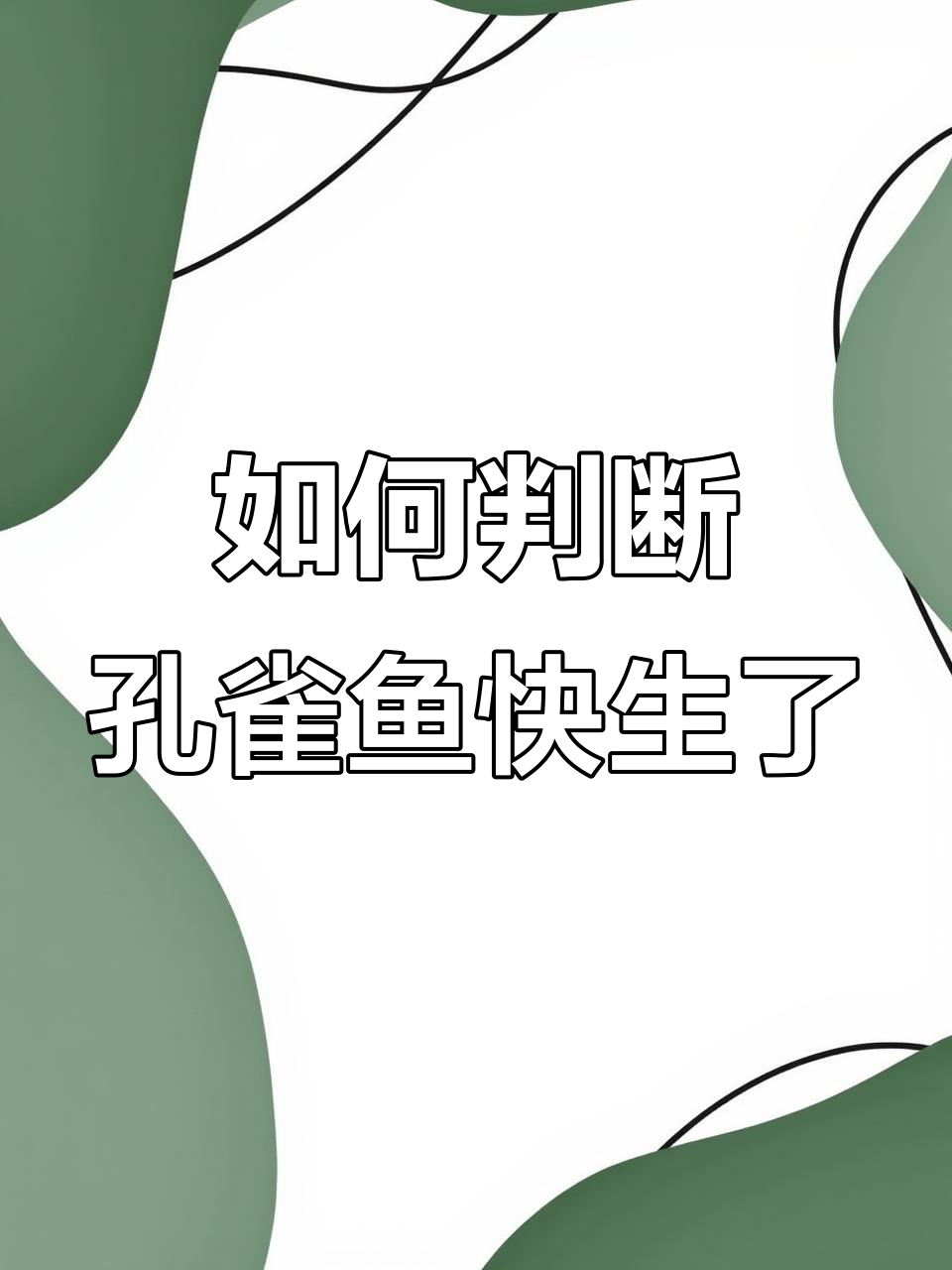 孔雀鱼生宝宝前的四大征兆，轻松判断是否怀孕