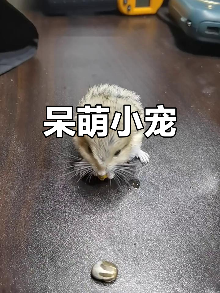 小通通,呆萌可爱,宠物鼠中的推荐选择