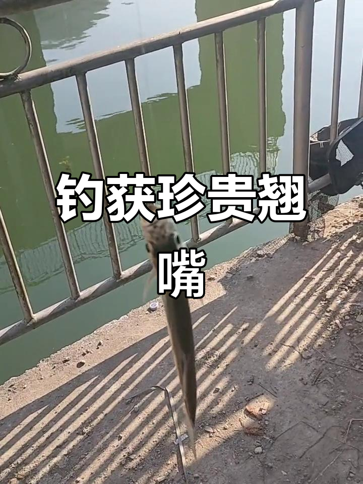 野生翘嘴鱼大丰收,100元一斤的高档美味!