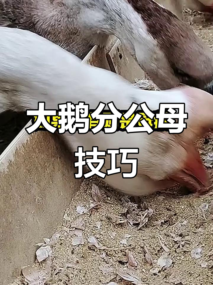 如何分辨大鹅公母?翻开蟹肢腔一看就懂