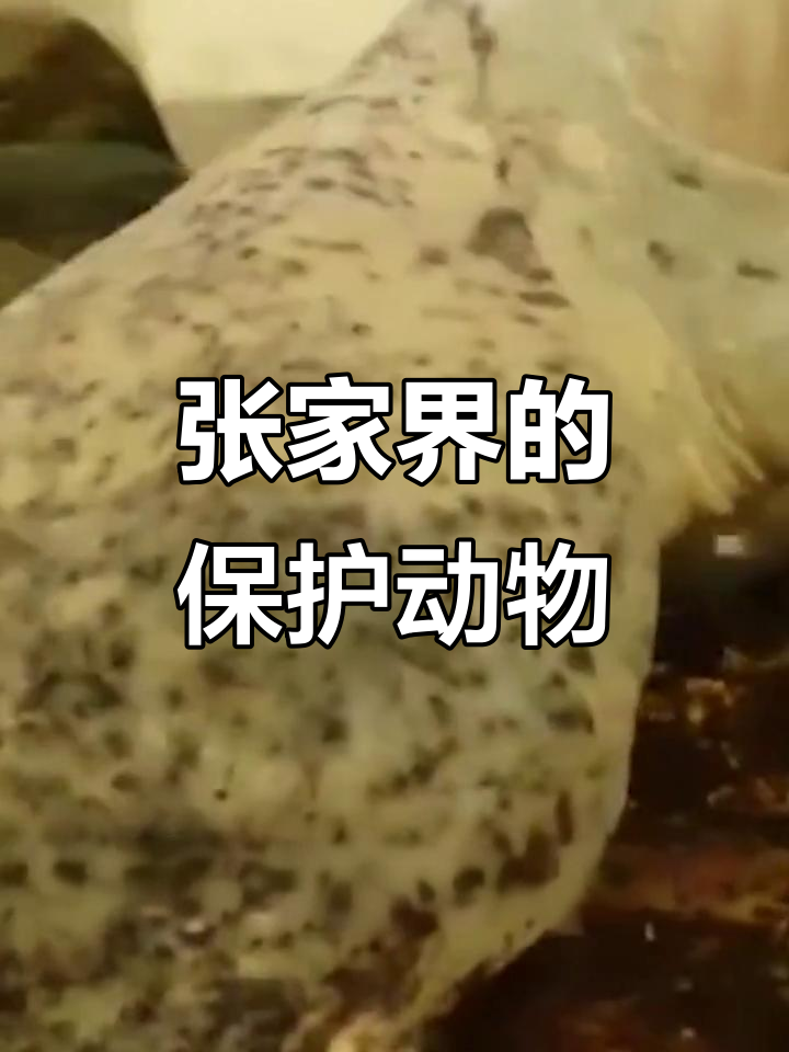 湖南张家界娃娃鱼成下酒菜,养殖替代野生