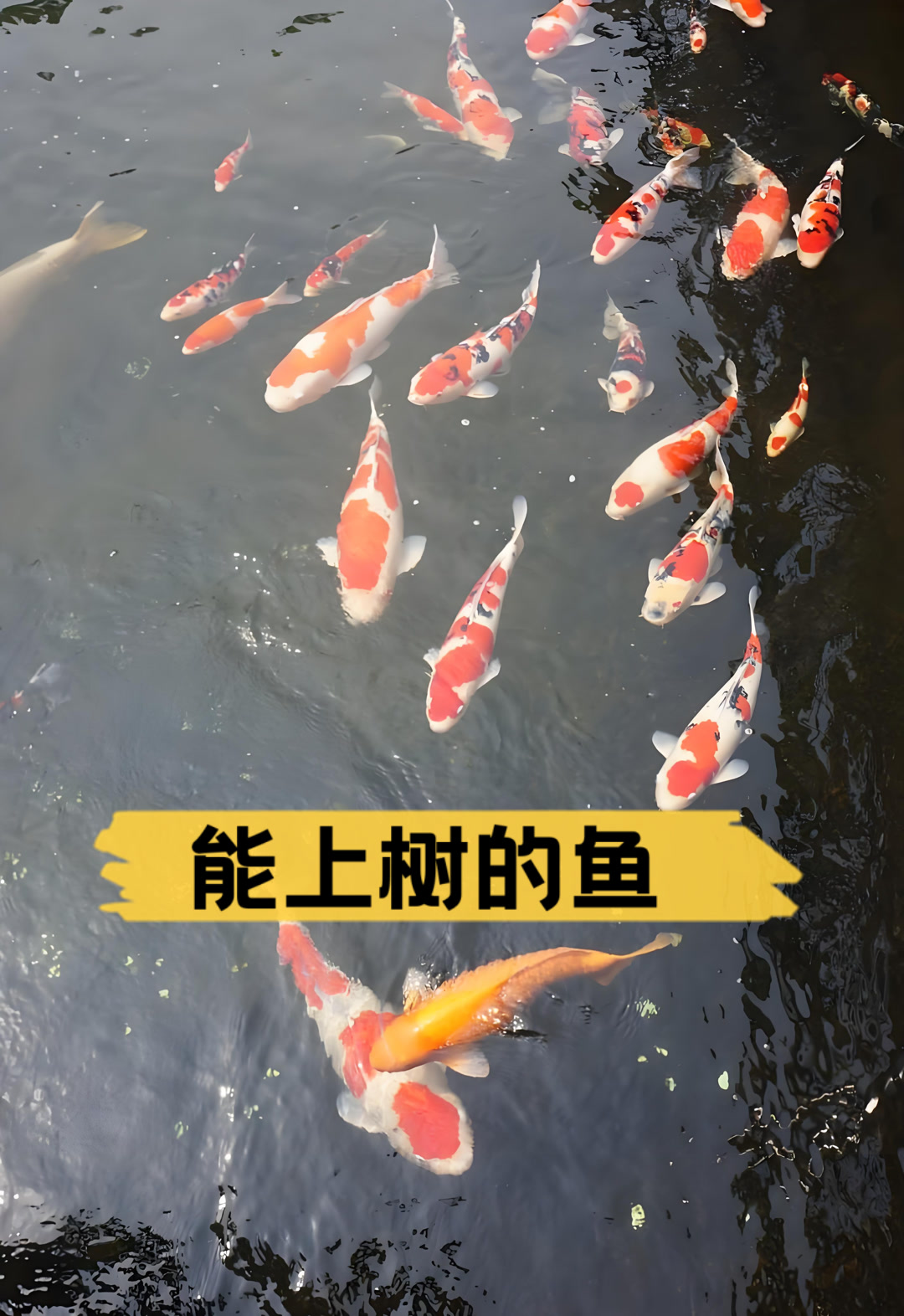能上树的鱼