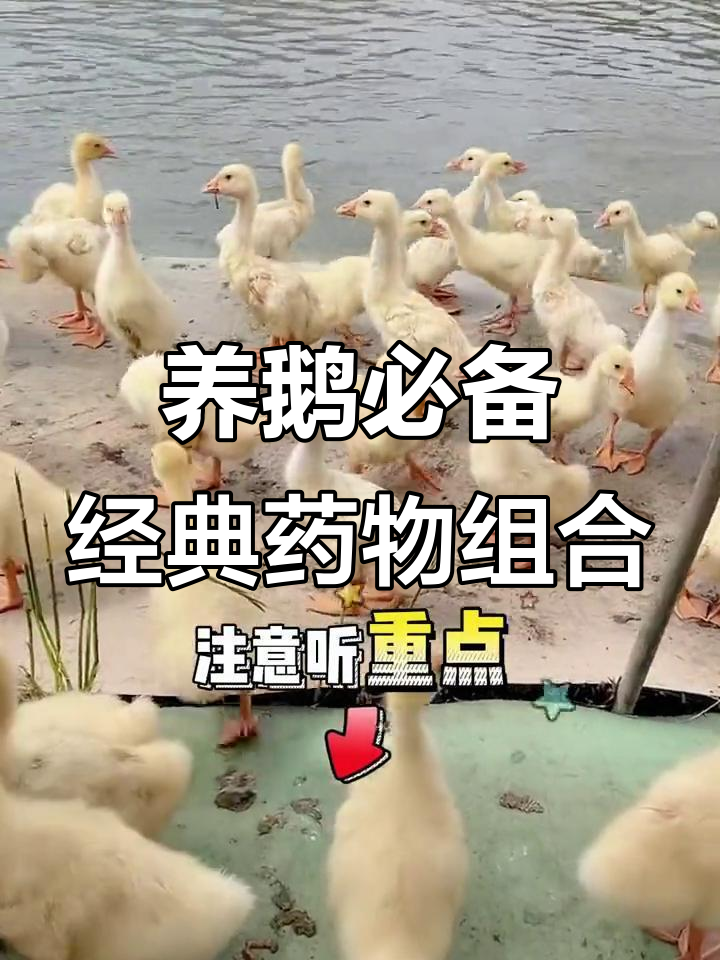 常见鹅病治疗方案全解析,轻松掌握用药搭配