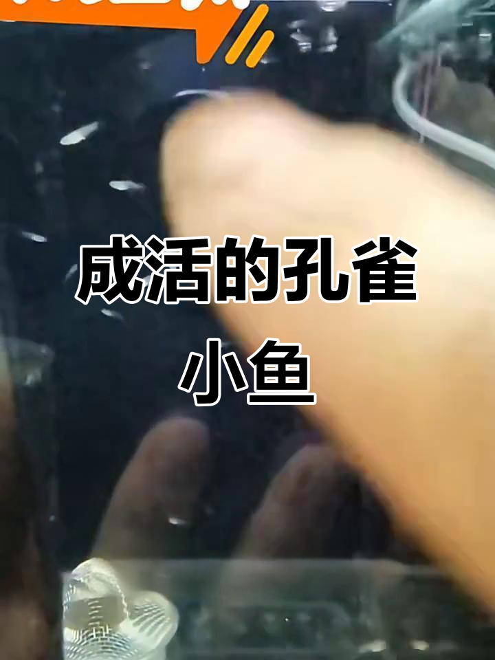 剖腹产孔雀鱼苗成活率惊人,母鱼已离世