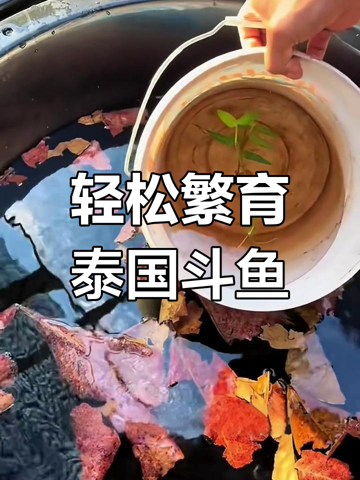 泰国斗鱼繁殖全攻略:简单几步搞定