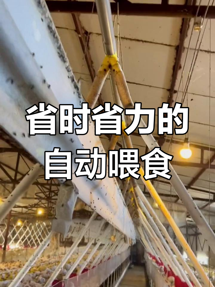 自动上料系统在养鸡场的应用
