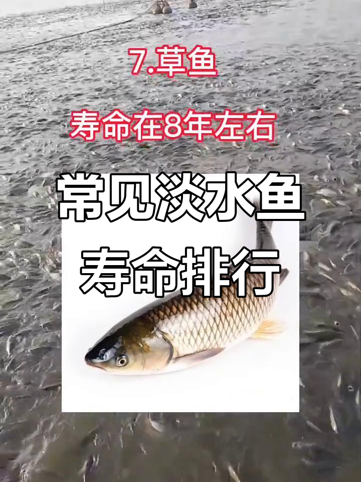 淡水鱼寿命大揭秘:从黑鱼到草鱼的寿命排名