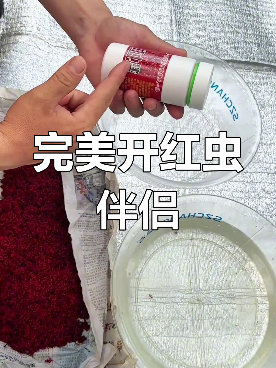 红虫伴侣使用技巧大揭秘,钓鱼必备不死虫