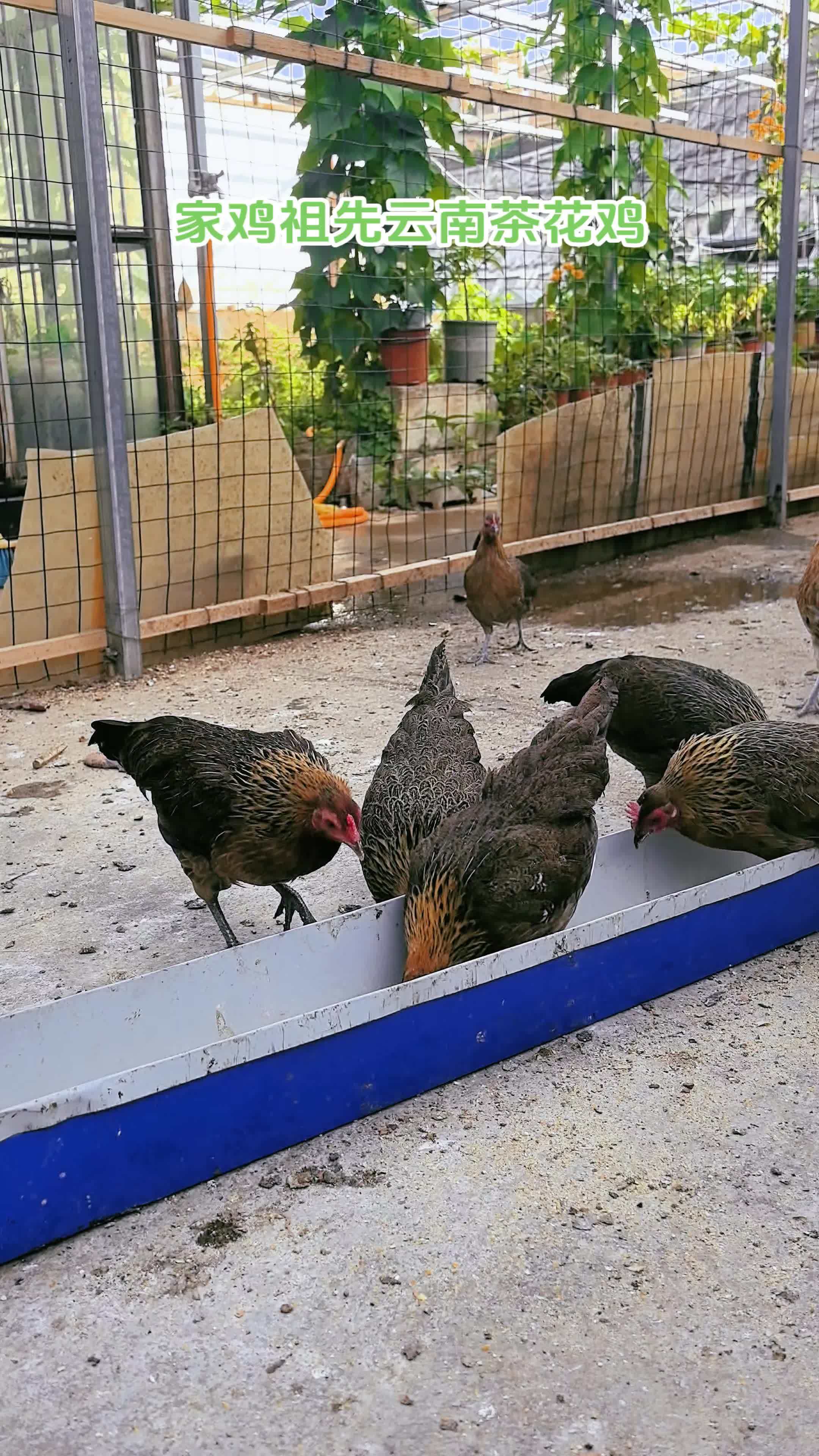 三农 养殖 养鸡 农村散养土鸡 茶花鸡 家鸡祖先云南茶花鸡