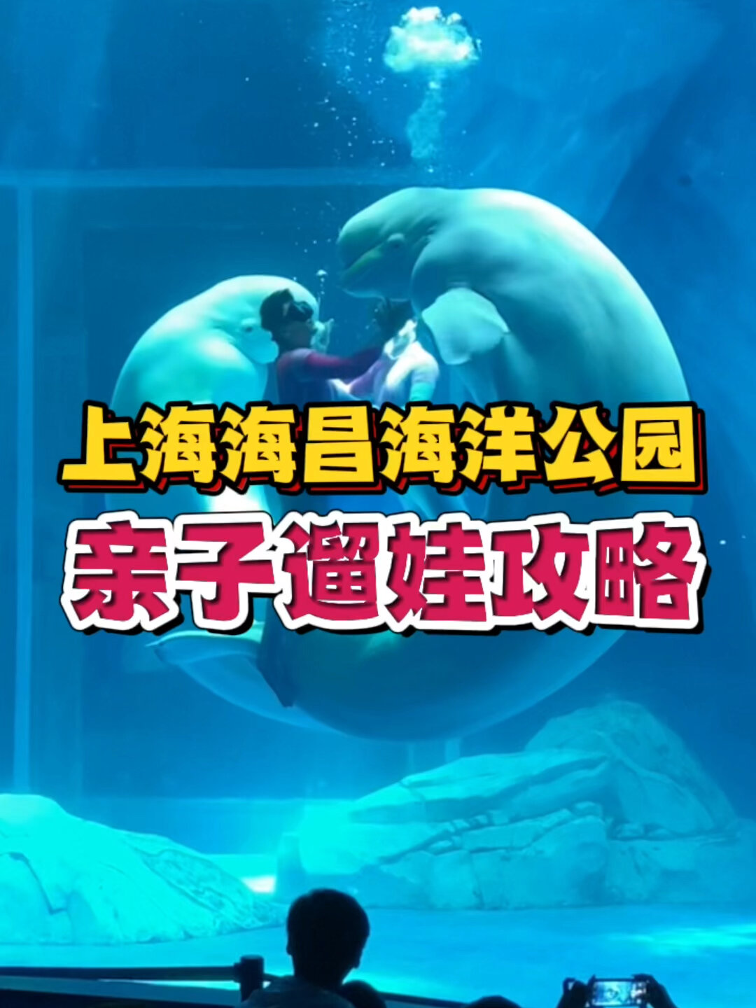 遛娃好去处|上海海昌海洋公园游玩攻略!