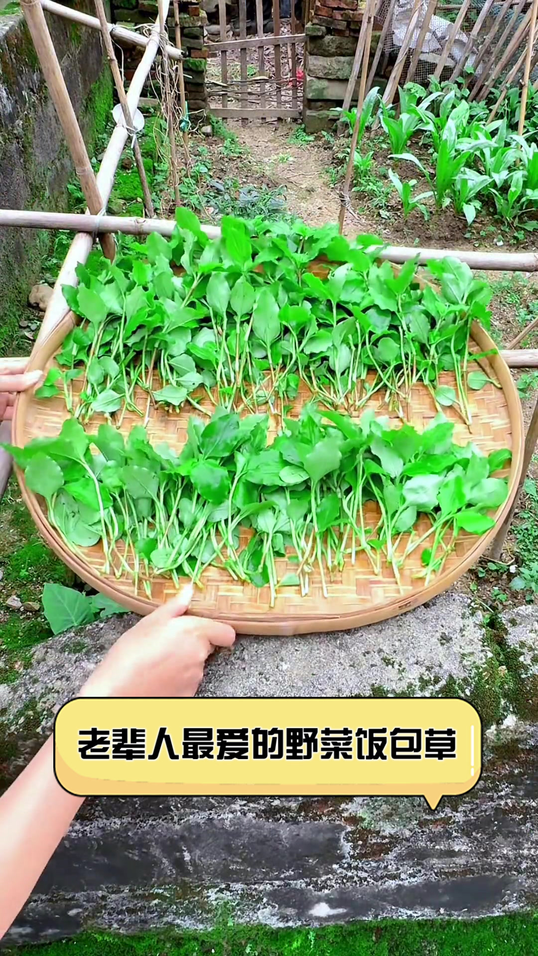 老辈人最爱的野菜饭包草