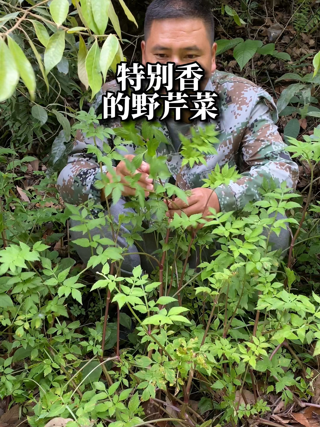 野芹菜我吃过最香的野菜!