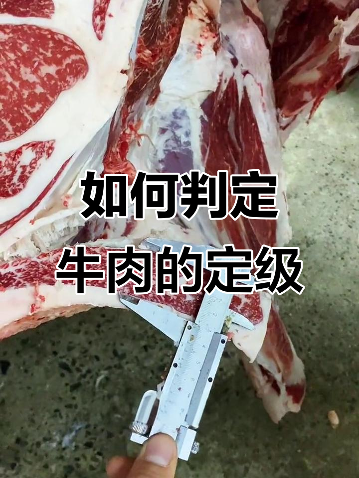 牛肉定级背后的秘密:如何判断等级标准