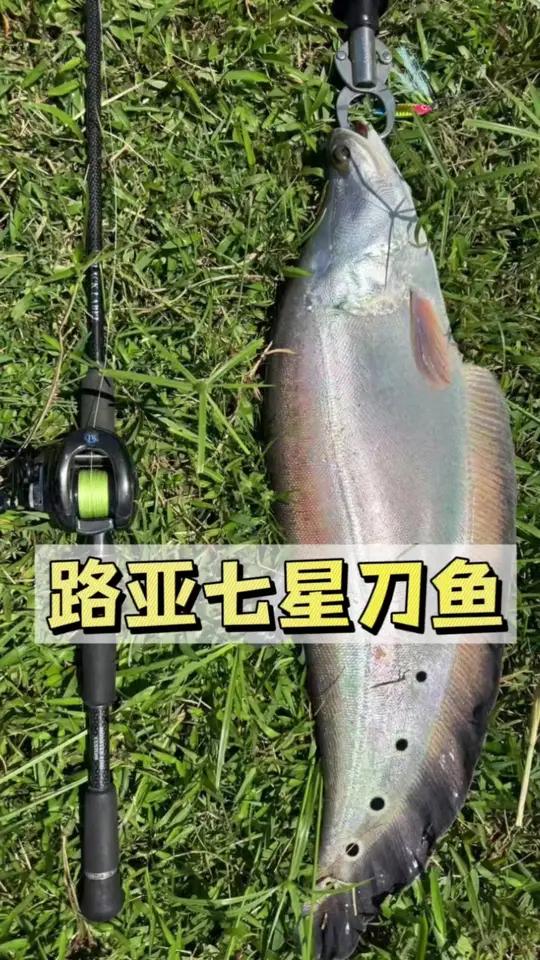 七星刀鱼|落水接口