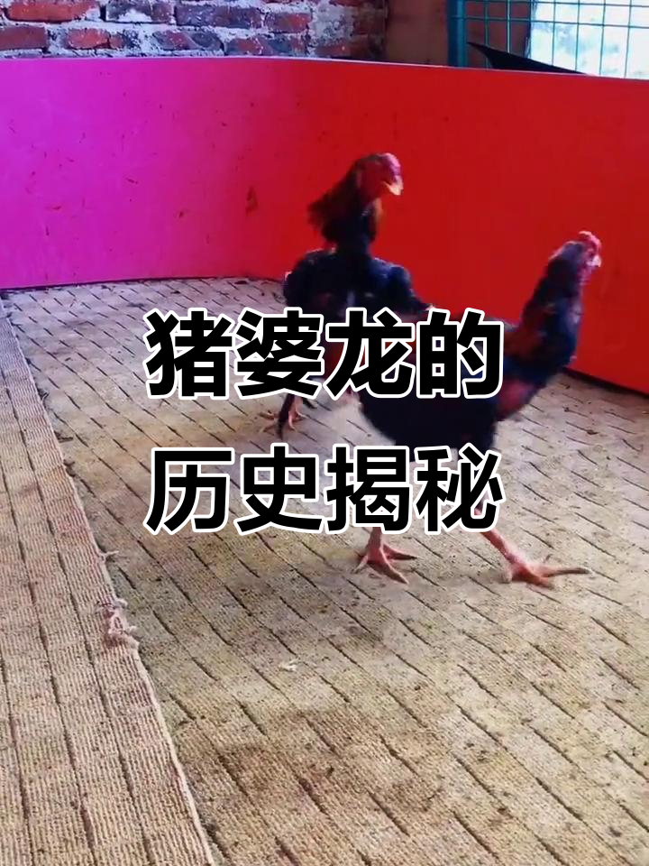 猪婆龙:从鳄鱼到龙的奇妙演变