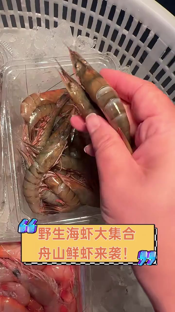 野生海虾大集合,舟山鲜虾来袭!