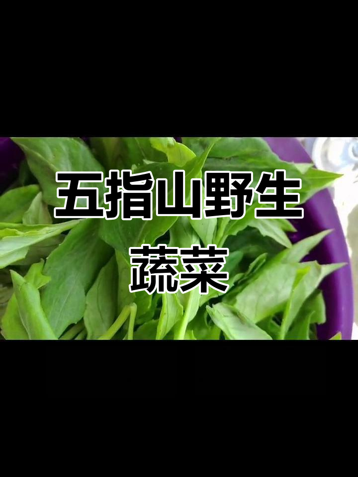 海南五指山鹿舌菜：天然无公害，清凉降血压