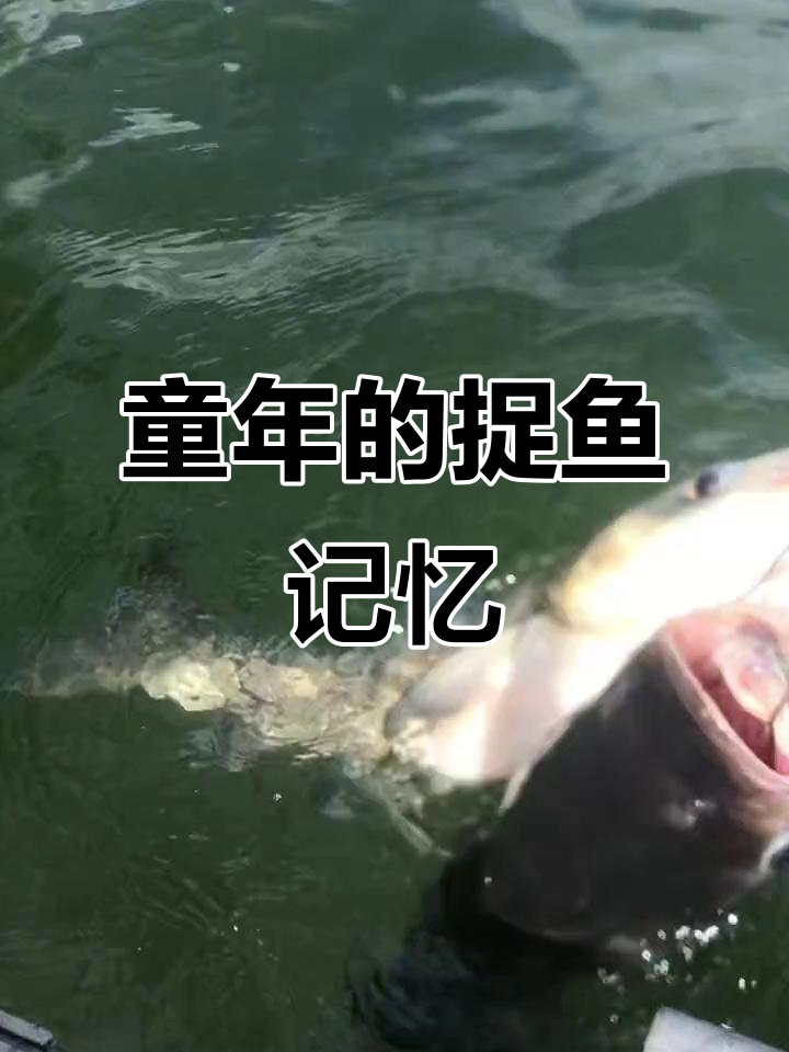童年回忆!抓马口时用草串起,满满一串带回家